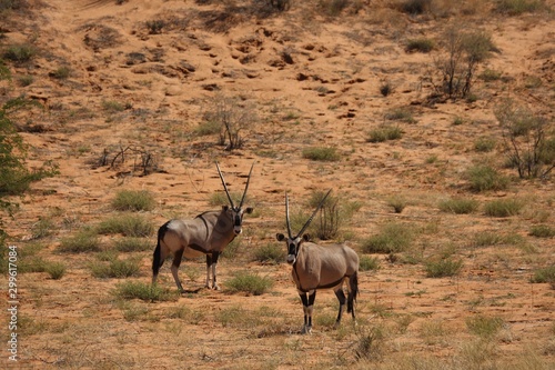 Two gemsboks or gemsbucks  Oryx gazella  calmly standing on the sand in Kalahari desert. Dry sand and dry grass around.