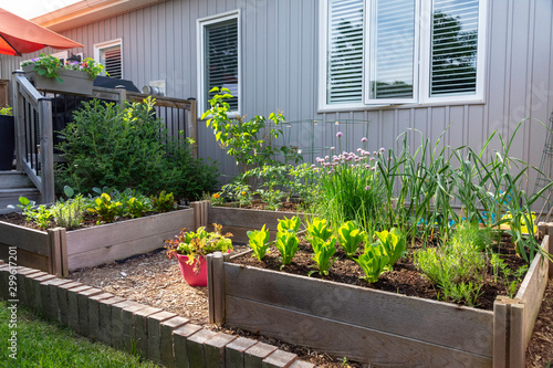 This small urban backyard edible garden contains raised planting beds for growing vegetables and herbs throughout the summer.  Brick edging is used to keep grass out, and mulch helps keep weeds down.