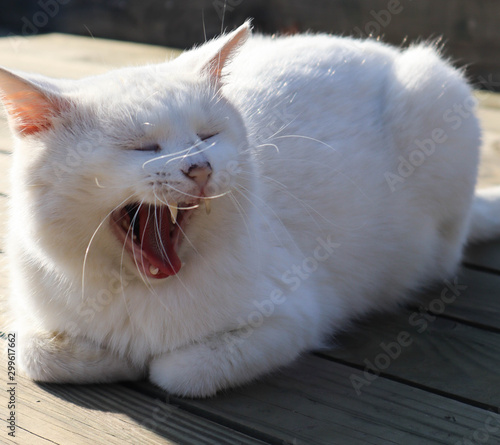 funny cat at ophthalmologist appointmet squinting close up portrait photo