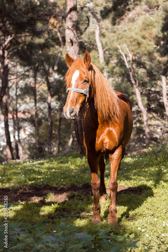 horse in the field