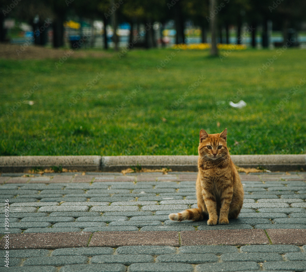 Obraz premium Cat in the park