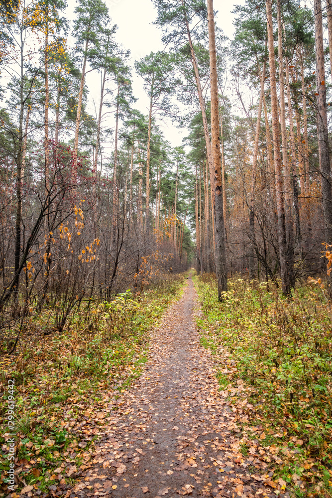 Trail with fallen leaves in an autumn pine forest or park.