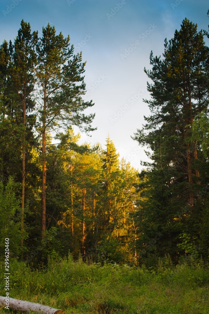 Fototapeta premium закат в лесу