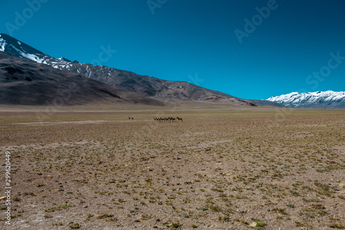 My moto trip to Ladakh India Himalayas 2019