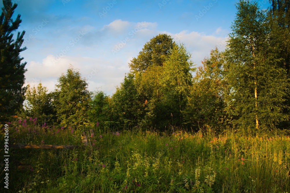 Obraz premium деревенская природа