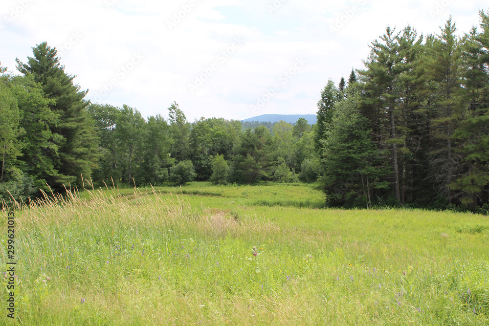 Field in summer at the White Mountains in New Hampshire along US Route 4 in summer Field in summer at the White Mountains in New Hampshire along US Route 4 in summer