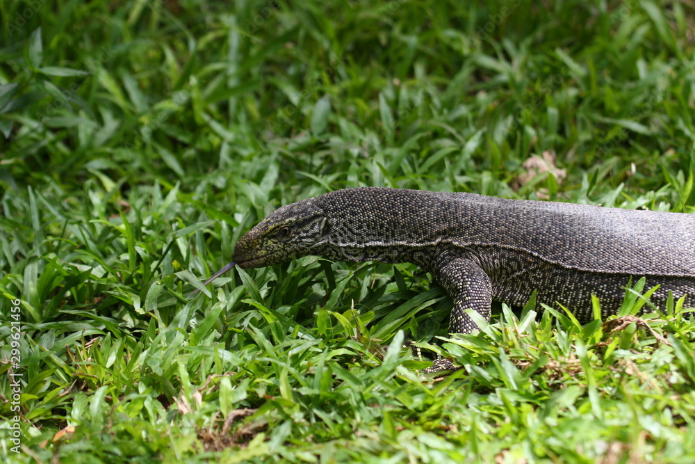 Reptile Reptile