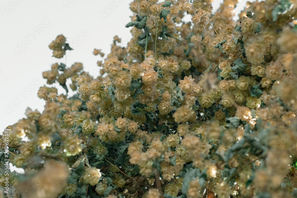 Hop flowers. Growing hops with flowers and green leaves Hop flowers. Growing hops with flowers and green leaves