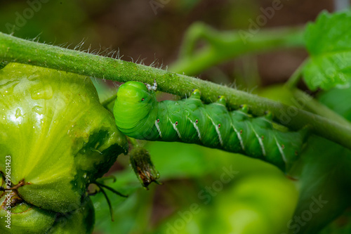 Fotografia Late instar larva of Manduca sexta, the tobacco hornworm (often mistaken for a Tomato Hornworm) on a tomato plant