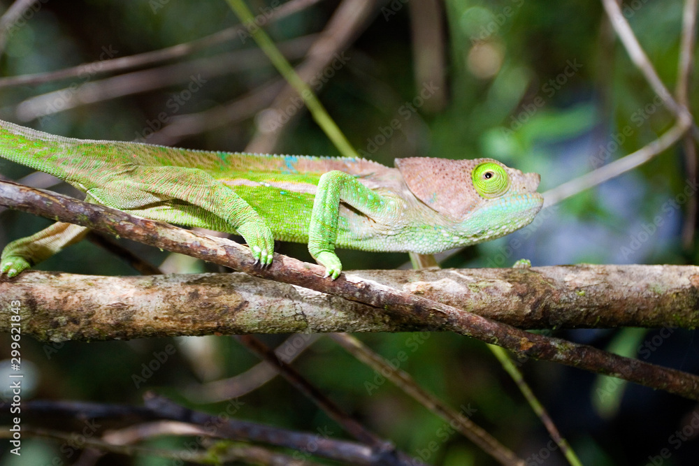 Fototapeta premium Chameleon on a tree, Madagascar rainforest