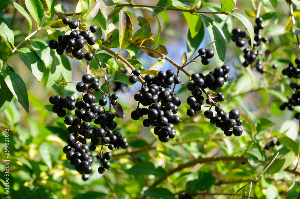 black elderberry on a bush of ripe elderberry in the forest against a background of green leaves and stems