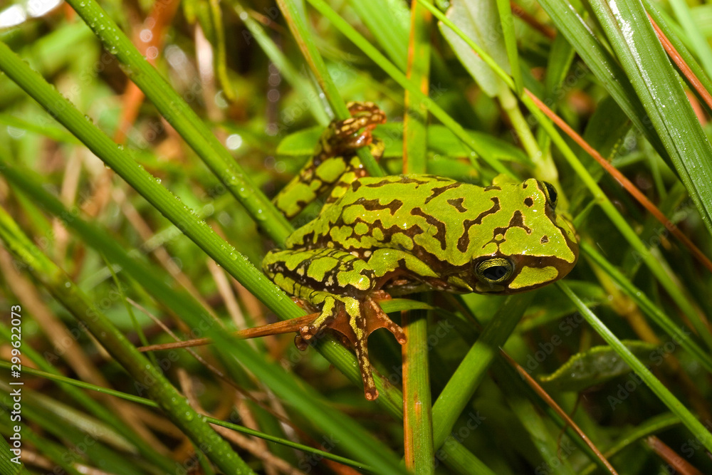 Fototapeta premium Frog from Andringitra national park, Madagascar