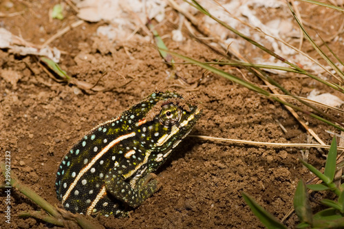 Chameleon depositing the eggs in the soil, Andringitra National Park, Madagascar photo