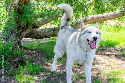 dog on green grass photo