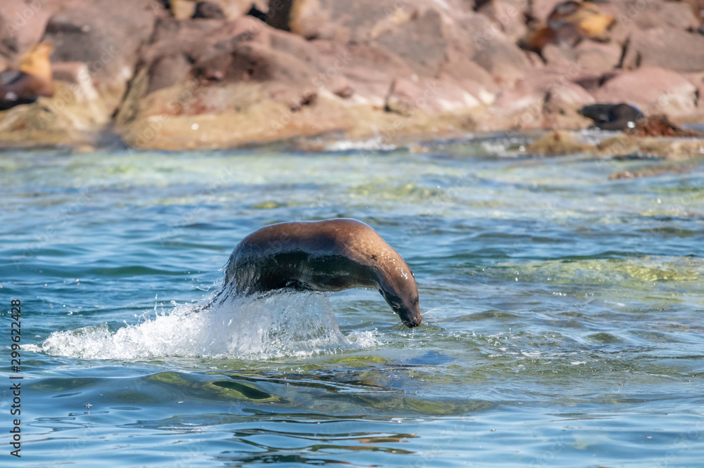 Obraz premium California Sea Lion (Zalophus californianus) leaping out of the water at Los Islotes, Baja California, Mexico.