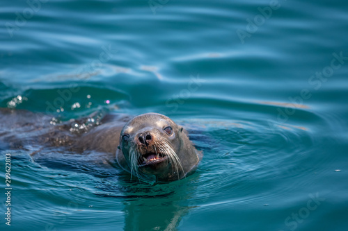 Close up of California Sea Lion swimming at surface in the Sea of Cortez.