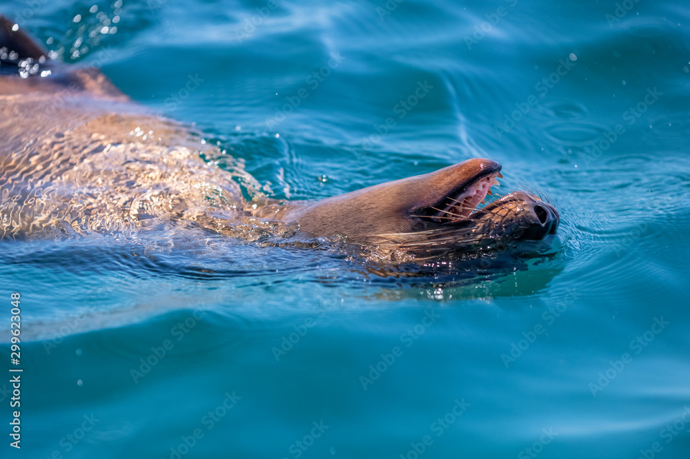 Close up of California Sea Lion swimming
