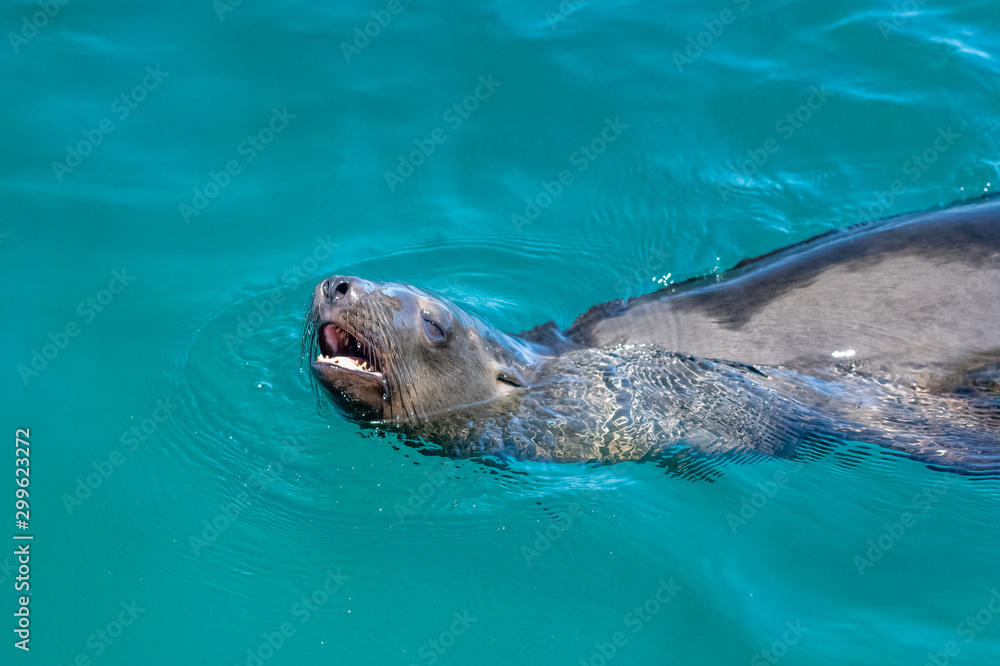 Fototapeta premium Close up of California Sea Lion swimming