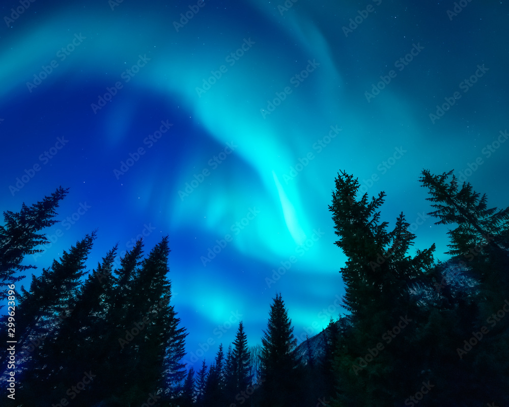 Vibrant aurora above spruce trees. Twilight, indigo blue sky. Northern lights over forest. Tromso, Norway.