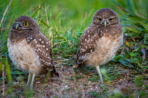 Burrrowing Owls