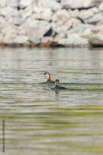 Little Grebe in Water (Tachybaptus ruficollis)   photo