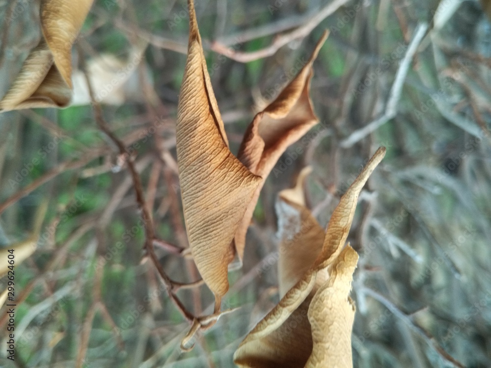 A picture of leafs A picture of leafs
