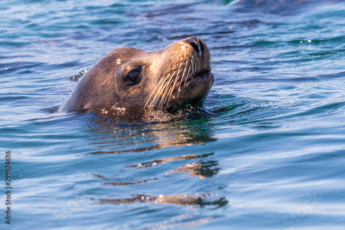 Close up of the head of a swimming California Sea Lion (Zalophus californianus) in Baja California, Mexico.