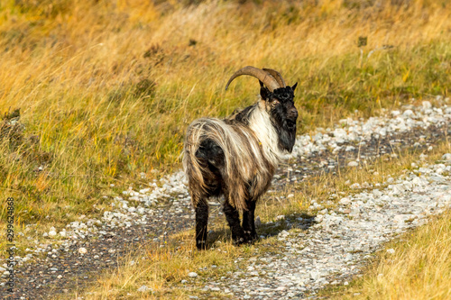 Wallpaper Mural Goat, wild, feral male goat with large horns, roaming the glen of Glen Strathfarrar, Highlands, Scotland.  Landscape, Horizontal, Space for copy. Torontodigital.ca