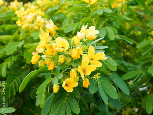 Señna alexandria, or Cassia africa, or Cassia sharp-leaved, or Yegipet senna
