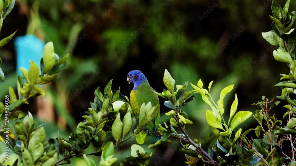 beautiful colorful parrot in nature. Close up shot of a Rainbow Lorikeet parrot bird standing on a tree branch in tropical rain forest. beautiful colorful parrot in nature. exotic blue head bird 4k beautiful colorful parrot in nature. Close up shot of a Rainbow Lorikeet parrot bird standing on a tree branch in tropical rain forest. beautiful colorful parrot in nature. exotic blue head bird 4k