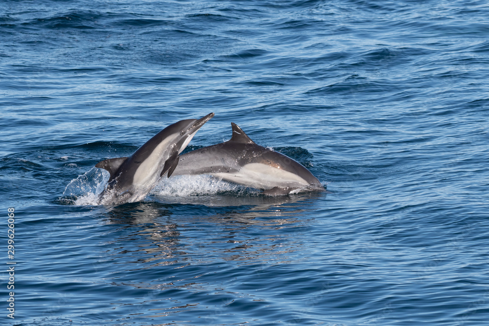 Fototapeta premium Long-beaked common dolphins (Delphinus capensis) off the coast of Baja