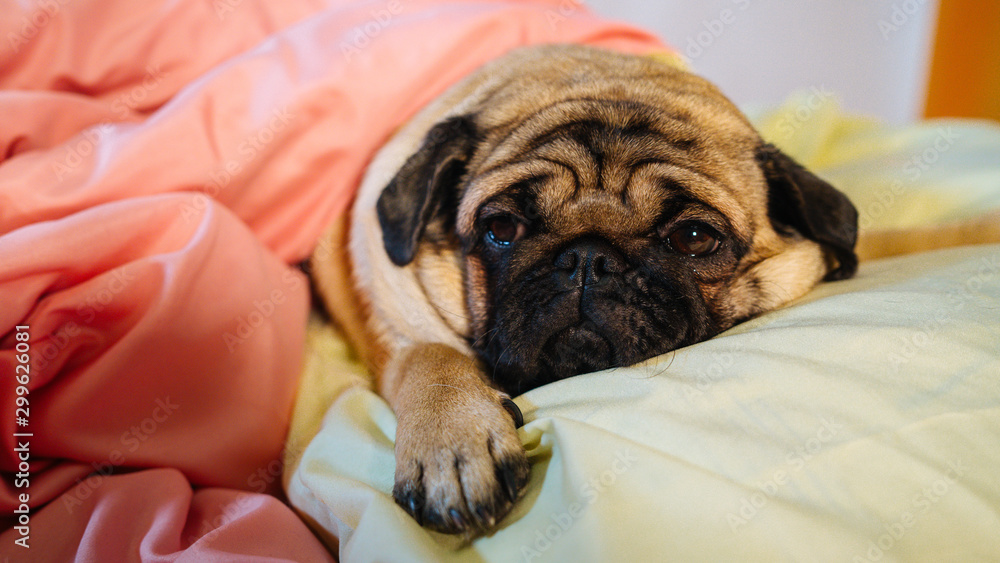 Close up face of cute pug dog breed lying on a dogs bed with sad eyes opened.