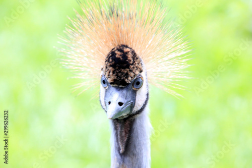 Crowned Crane, Crane, Bird, Schwanewede, Lower Saxony, Germany, Europe photo