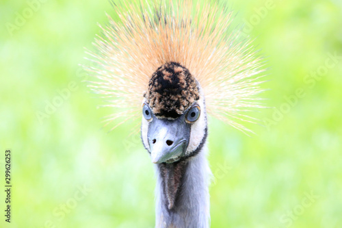 Crowned Crane, Crane, Bird, Schwanewede, Lower Saxony, Germany, Europe photo