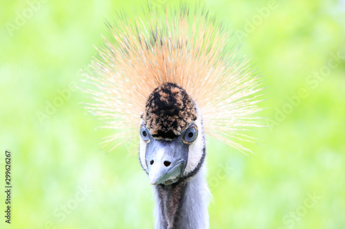 Crowned Crane, Crane, Bird, Schwanewede, Lower Saxony, Germany, Europe photo