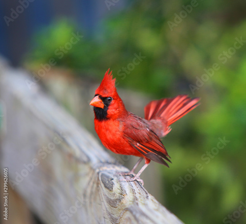 Florida red cardinal on a fence.
