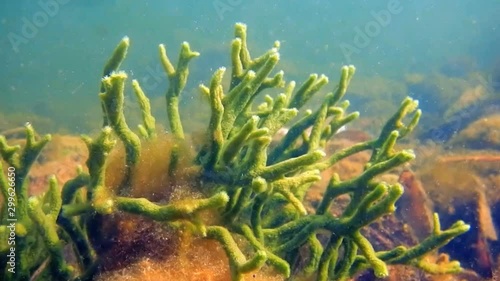 Freshwater Sponge (Spongilla lacustris) Spongillidae Freshwater Underwater photo