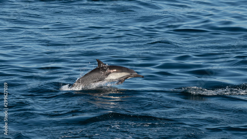 Long-beaked common dolphins (Delphinus capensis) off the coast of Baja California, Mexico. © Kirk Hewlett