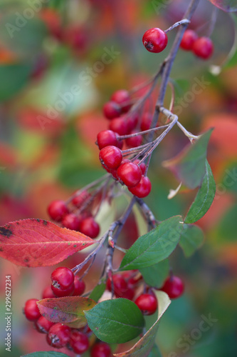 Brilliantly colored clumps of edible scarlet chokeberries with red and green leaves photo