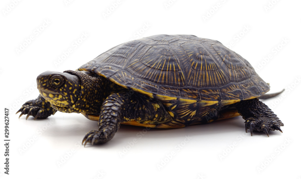 Wild black turtle. Wild black turtle.