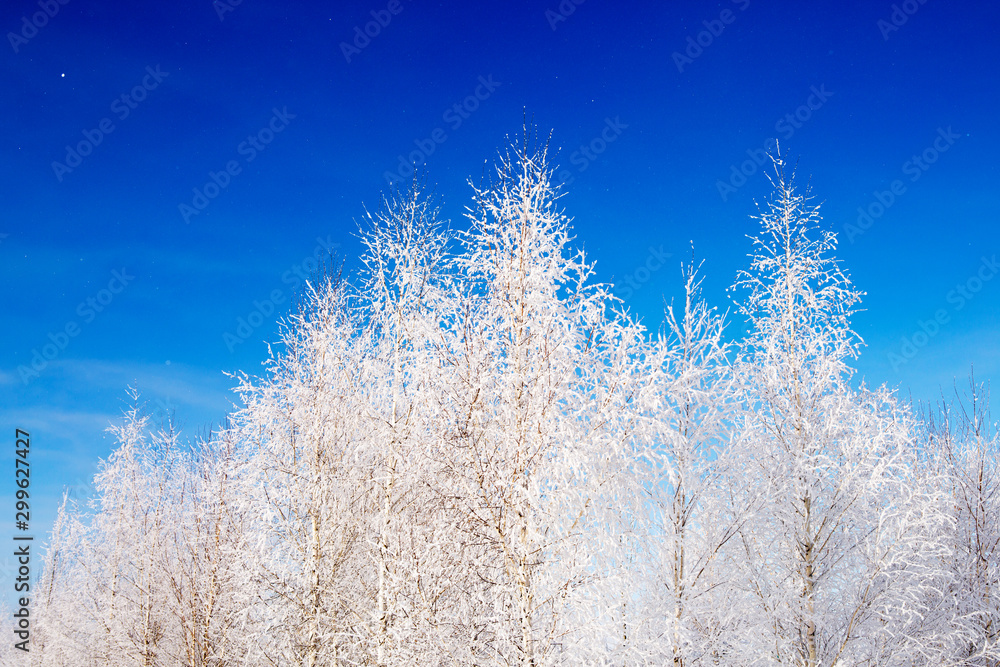 Winter background, landscape. Trees in wonderland. Christmas or New Year background Winter background, landscape. Trees in wonderland. Christmas or New Year background