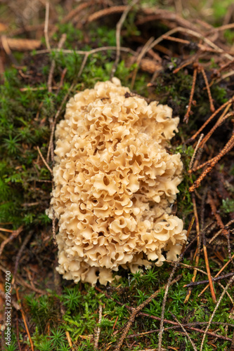 Cauliflower fungus (Sparassis crispa) growing in a forest in Sweden. From above isolated against the moss and soil below. 