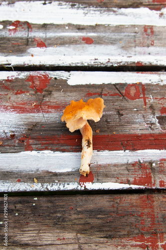 Hedgehog mushroom, Hydnum repandum single mushroom on a wooden background. 