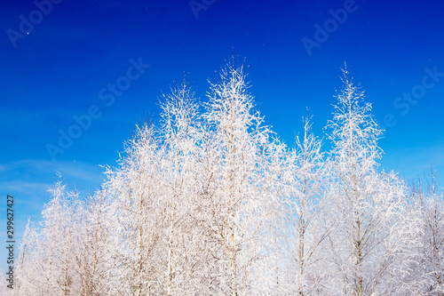 Winter background, landscape. Trees in wonderland. Christmas or New Year background