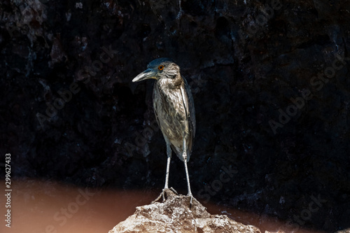 Immature Yellow-crowned Night-Heron standing on a rock