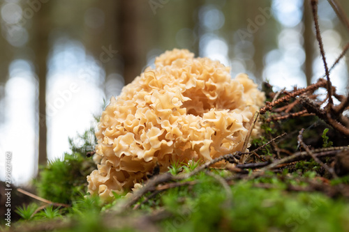 Close up of a cauliflower fungus (Sparassis crispa) growing in a forest in Sweden. Isolated against the green moss and background of the forest. 
