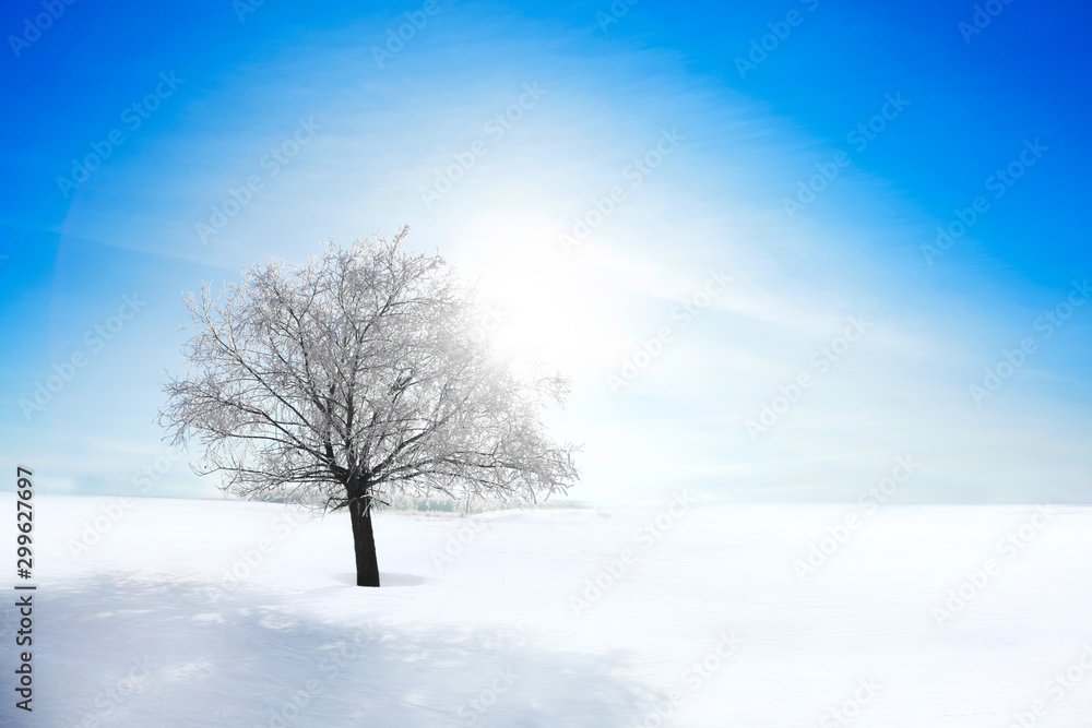 One Frozen tree on winter field and blue sky One Frozen tree on winter field and blue sky