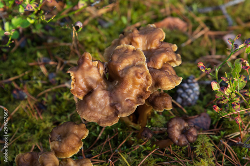 Yellowfoot, Craterellus tubaeformis, close up from above on the forest floor on green moss. 
