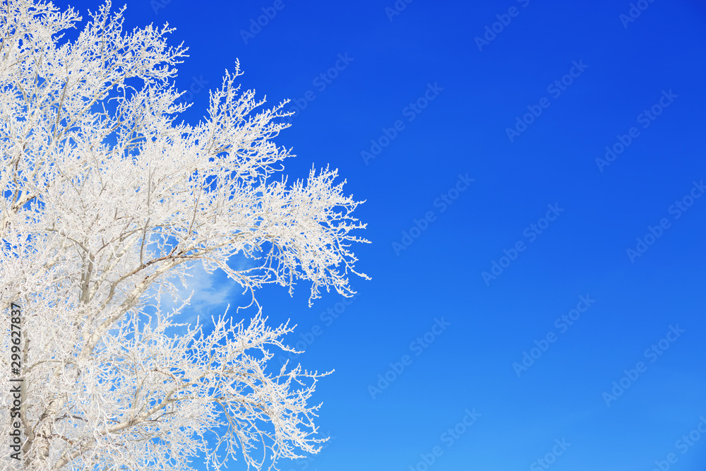 Branch of a tree in hoarfrost on background blue sky Branch of a tree in hoarfrost on background blue sky