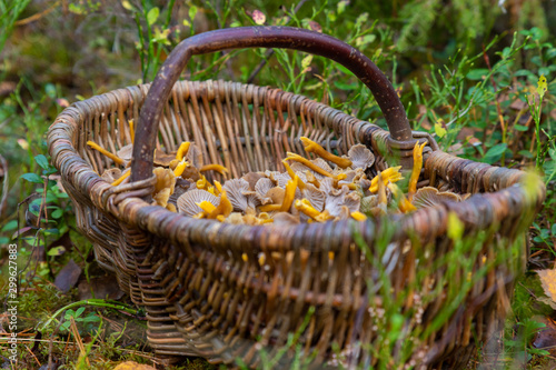Close up of a basket filled with Yellowfoot mushrooms  Craterellus tubaeformis  formerly Cantharellus tubaeformis   after a successfull harvest in a Swedish forest. 